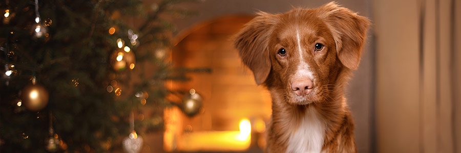 dog looking curious next to christmas tree