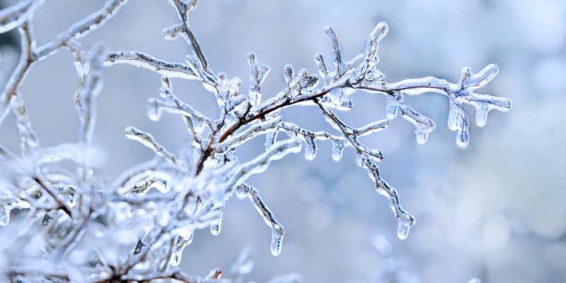 ice on tree in austin